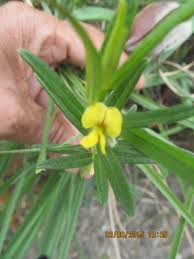 Image result for Eriosema