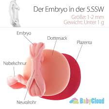 Anzeichen Schwanger 3 Ssw 3 Ssw Wenn Die Eizelle Befruchtet Wird