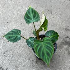 Image result for Viscum verrucosum