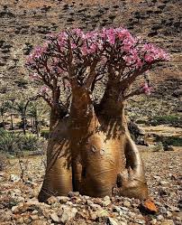 Image result for Adenium boehmianum