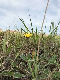 Image result for Haplocarpha