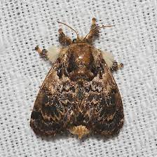Hag Moth Larvae Is Called Monkey Slug Caterpillar Moth Moth Caterpillar Butterfly