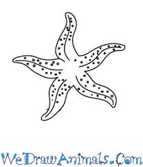 It does take a little practice however. How To Draw A Starfish