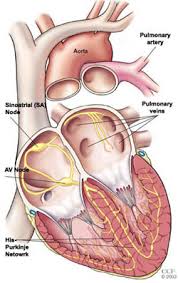 Women Abnormal Heart Beats Cleveland Clinic