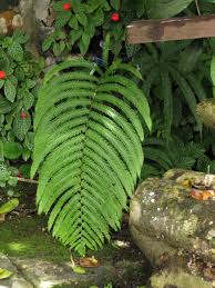 Image result for Amblovenatum opulentum