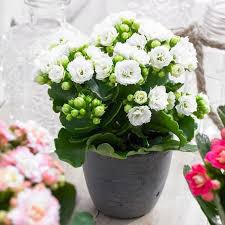 Kedua, cocor bebek besar atau nama latinnya kalanchoe daigremontianum.daya tarik pada jenis tanaman ini terletak pada daunnya yang berbentuk seperti mata tombak dan berwarna hijau. Cocor Bebek Bunga Putih Kalanchoe Blossfeldiana White Tanaman Hias Calandiva Tanaman Indoor Shopee Indonesia