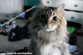 Kediler Hakkinda Yanlis Bilinenler Lutfen Paylas Yapiniz Kedi Tuyu Kist Yapar Iste Kedi Turunun En Fazla Cektigi Iddia Oysaki Isin Gerceginin Bu Id Kedi