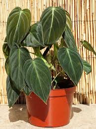 Philodendrons (philodendron spp.) are beautiful foliage plants, some growing as vines and others upright. Philodendron Melanochrysum Plant In 2x2x7 Pot Kens Philodendrons