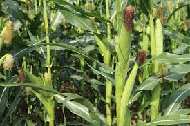 You have a few planting method options when you plan your garden space usage for maximum corn production in a small home garden. How Many Ears Of Corn Per Plant Tips For Counting Your Corn