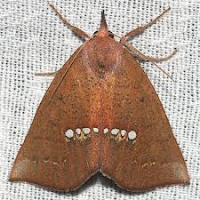 Image result for Hypoxis monanthos