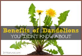 I heard the flowers don't dry so well (they turn to fluff.) but it is the easiest, least bitter tea from the dandelion plant, so i made it fresh. Dandelion Benefits Greens Roots And Dandelion Tea