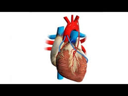 How Long Does It Take To Recovery After Bypass Surgery Youtube Bypass Surgery Surgery Surgery Recovery