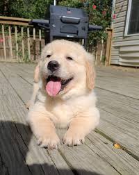 Greenfield puppies has puppies for sale in maryland! Females East Coast Goldens