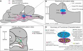 Bookbrain stem nuclei / the brainstem regulates vital cardiac and respiratory functions and pons :. Frontiers Dissecting Brainstem Locomotor Circuits Converging Evidence For Cuneiform Nucleus Stimulation Frontiers In Systems Neuroscience