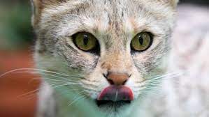 Blick zurück und blick nach vorne bei daf. Weltkatzentag 2020 Lustige Katzenvideos Bilder Und Gifs Zum Internationalen Tag Der Katze