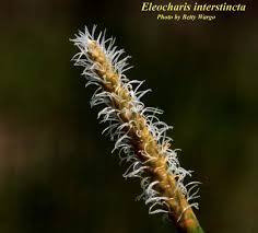 Image result for Eleocharis complanata