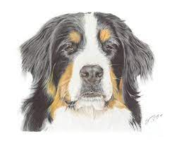 Bernese Mountain Dog Drawing Drawing By Sheldene Visagie Breeding bernese mountain dogs is easy since the breed is very popular and loved by the general public. bernese mountain dog drawing by sheldene visagie