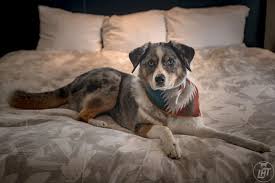 Tried and True Resources to Find Hotels that Allow Pets