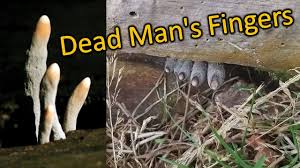 It has also been known to colonize substrates like woody legume pods, petioles, and herbaceous stems. Dead Man S Fingers Xylaria Polymorpha Fungi Sordariomycetes Youtube