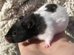 Baby syrian hamsters long and short haired available boys and girls hand tame handle daily but adults and kids ready to go. Hamsters Portal