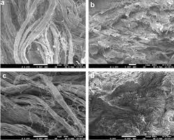 Image result for Tessmannia burttii