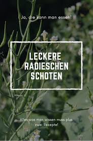 Mhh Radieschenschoten Plus Zwei Leckere Varianten Sie Zu Essen Radieschen Lecker Essen