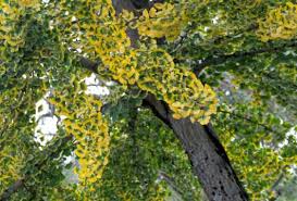 Ginkgo biloba, maidenhair tree with its beautiful leaves possesses a phenomenal appearance. Maidenhair Tree Ginkgo Biloba Plant Facts Eden Project
