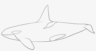 200+ vectors, stock photos & psd files. Happy Birthday By Ciorano Orca Coloring Page Free Transparent Png Download Pngkey