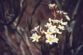 Das top bietet on flower shop. Free Stock Photo Of Small White Flowers Download Free Images And Free Illustrations