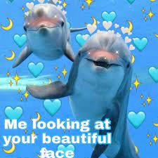 Two Cute Wholesome Dolphins Wholesome Memes Cute Memes