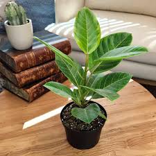 Image result for Ficus demeusei