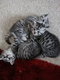 Black And Grey Tabby Kittens For Sale Silver Spotted Tabby Kittens Swindon Wiltshire Pets4homes Tabby Kitten Silver Tabby Kitten Tabby Kittens For Sale