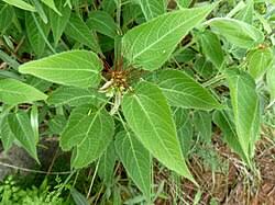 Image result for Acalypha welwitschiana