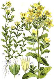 Image result for Hypericum scioanum