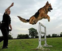 nice jump german shepherd dogs police dogs dog training obedience