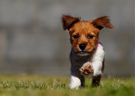 Maybe you would like to learn more about one of these? Jack Tzu Dog Breed Health Temperament Feeding And Puppies Petguide