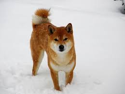 How much is a shiba inu dog. Shiba Inu Dog Breed Information Learn All About This Dog India