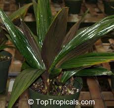 Image result for Molineria