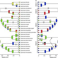 Image result for Savannosiphon euryphyllus