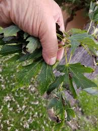 Maybe you would like to learn more about one of these? Maple Leaves Burning Black And Falling 420989 Ask Extension