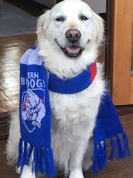 Victoria's 90 pawsome footy dogs