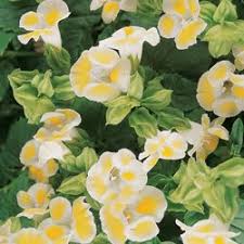 Clown Lemon Drop Torenia Seeds Garden Planner Flowers Beautiful Flowers