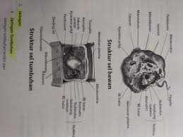 Jenis, bagian, gambar dan fungsinya lengkap. Gambar Sel Hewan Dan Fungsinya Brainly Co Id