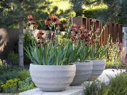 Old And New These Traditional English Garden Irises Contrast With The Contemporary Look Of These Lar Large Garden Pots Flower Pots Outdoor Large Flower Pots