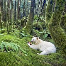 Ben mikaelsen is the winner of the international reading association award and the western writers of america spur award. An Elusive And Rare Kermode Bear A K A Spirit Bear Pics