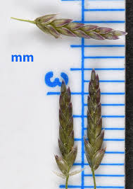 Image result for Eragrostis patens