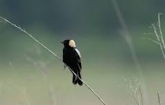 Bobolink Field Trip in Wayland
