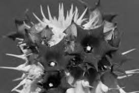 Image result for Duosperma fanshawei