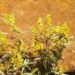 Image result for Acridocarpus natalitius