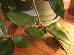 Tricolor hoya (hoya carnosa 'variegata') this charming houseplant has stunning variegated green, white, and pink leaves. What Causes Spots On Hoya Leaves And Burls On Tree Trunks Ask An Expert Oregonlive Com